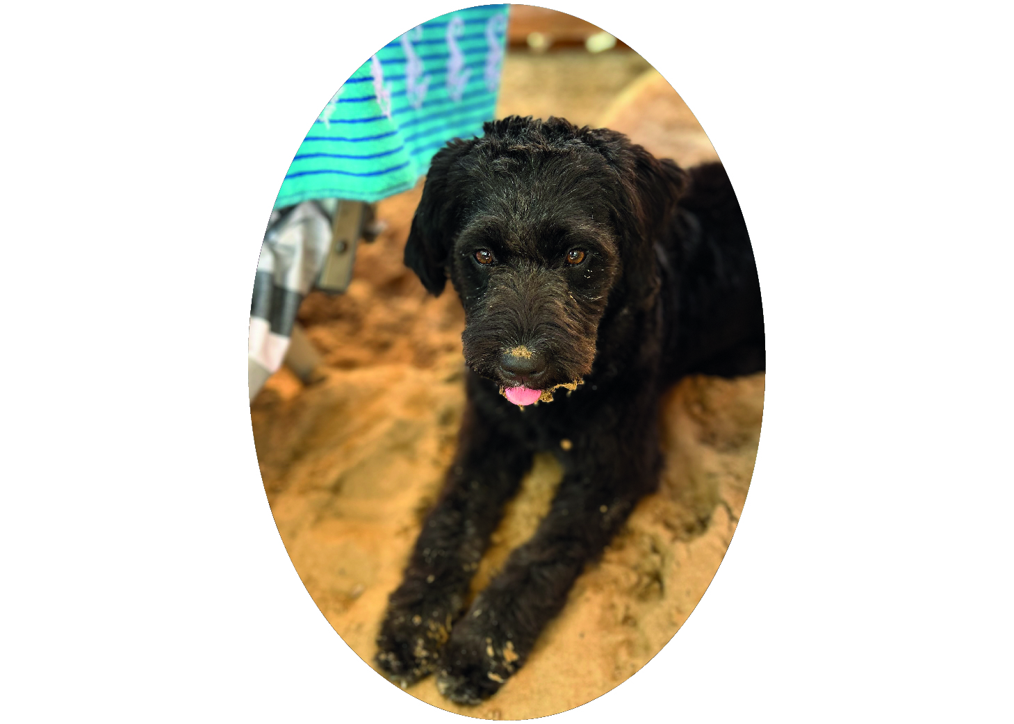 urlaub-mit-hund-pfotencheck-chepi-am-strand_Zeichenfläche 1.jpg